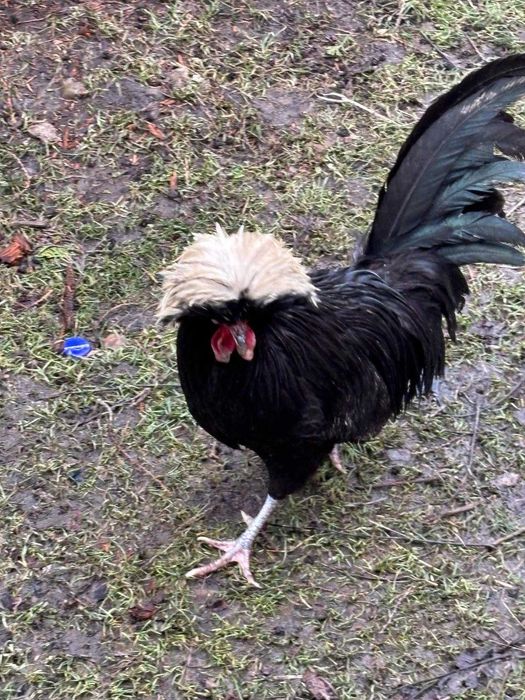 Koguty koguciki sprzedam