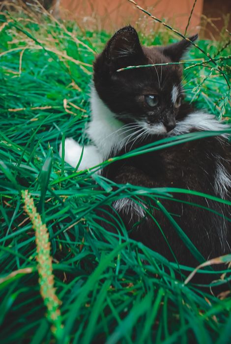 Гарненькі кошенятка шукають родини