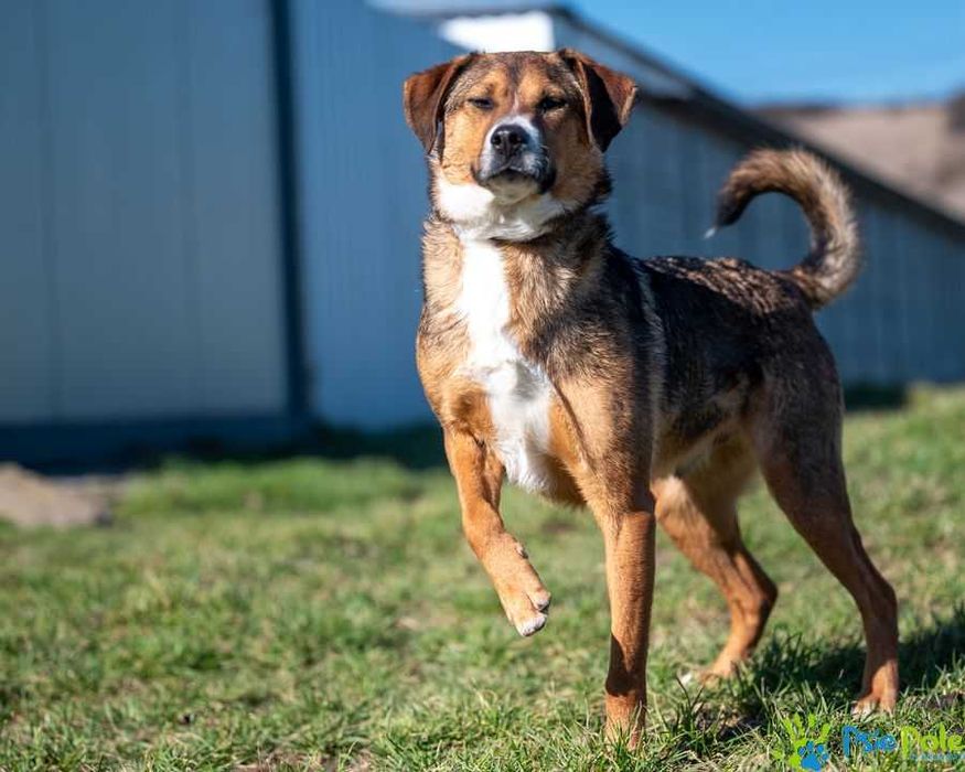 Wesoły i rezolutny SIMS poleca się do adopcji