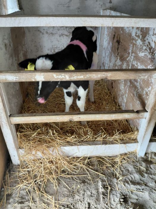 Sprzedam cielaki dwutygodniowe