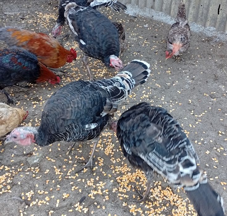 Vendo Perus, 4 nachos e 4 fêmeas