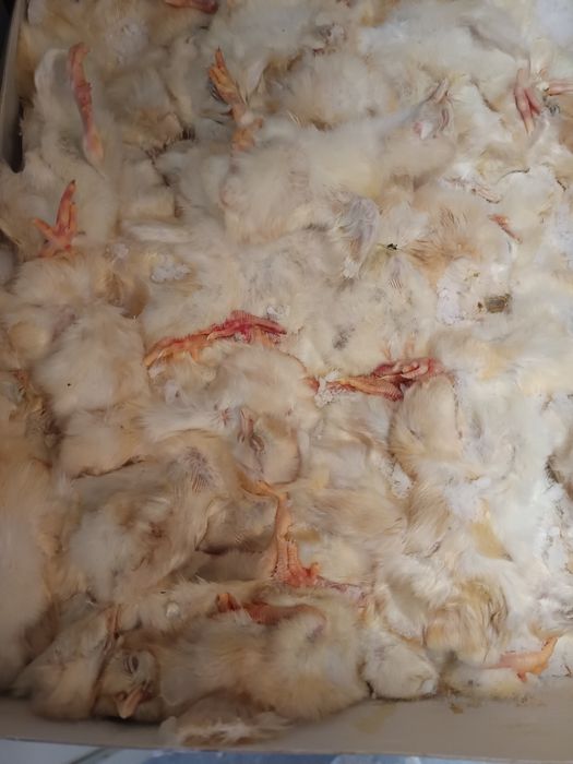 Pintos  congelado do dia