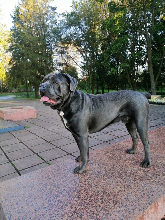 В'язка Кане-корсо. Калуш
