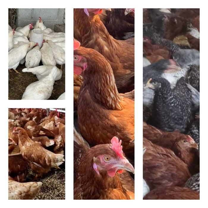 Продам кури несушки! Доставка безкоштовна. Лебедин!