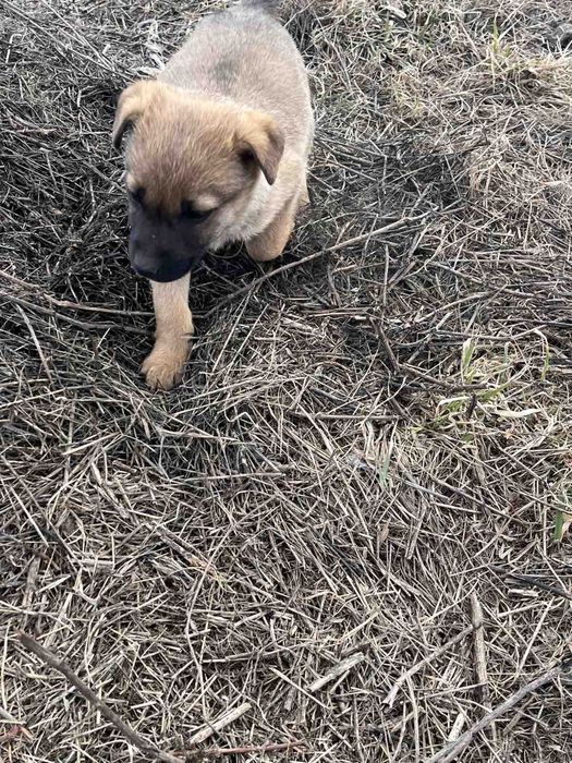 Щенки небольшой породы