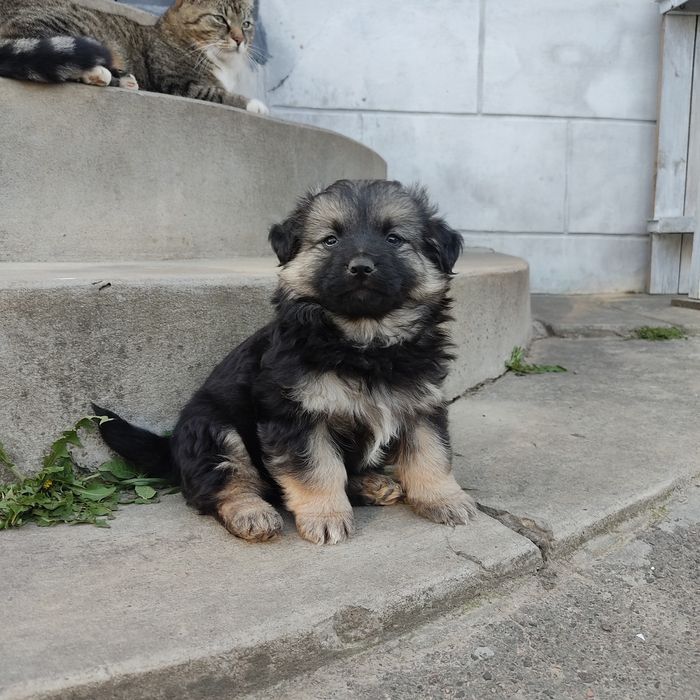 Собаченята, песик, цуцик