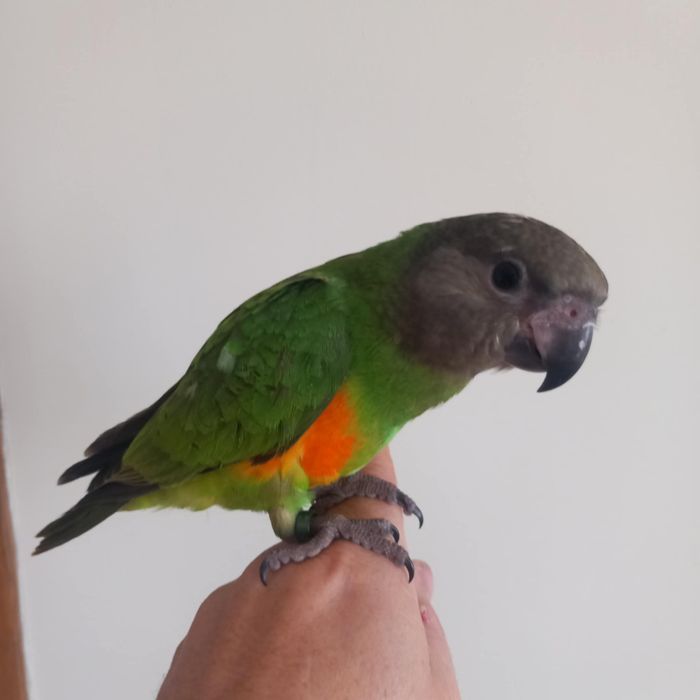 Papagaios do senegal