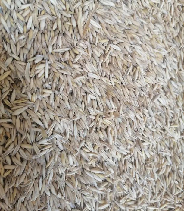 Продам овес цьогорічний