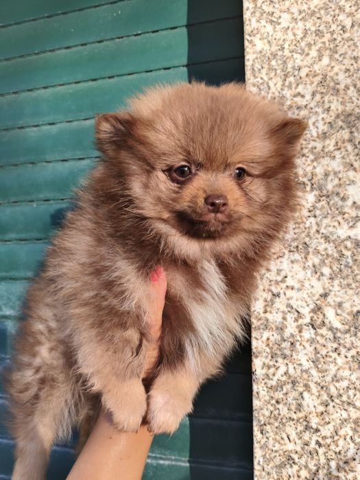 Spitz Alemão anão