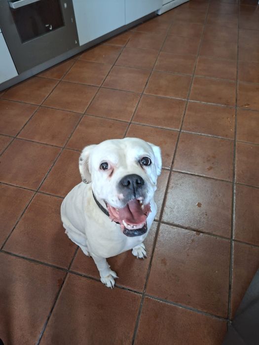 Doação: cachorra de 10 anos resgstada