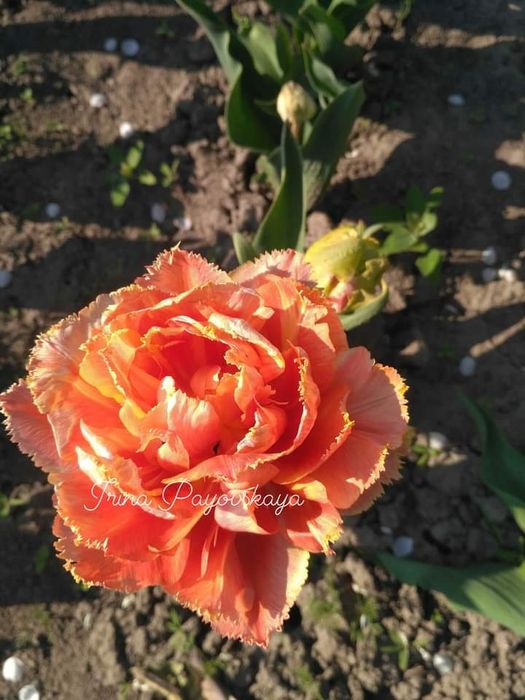 цибулини тюльпанів.