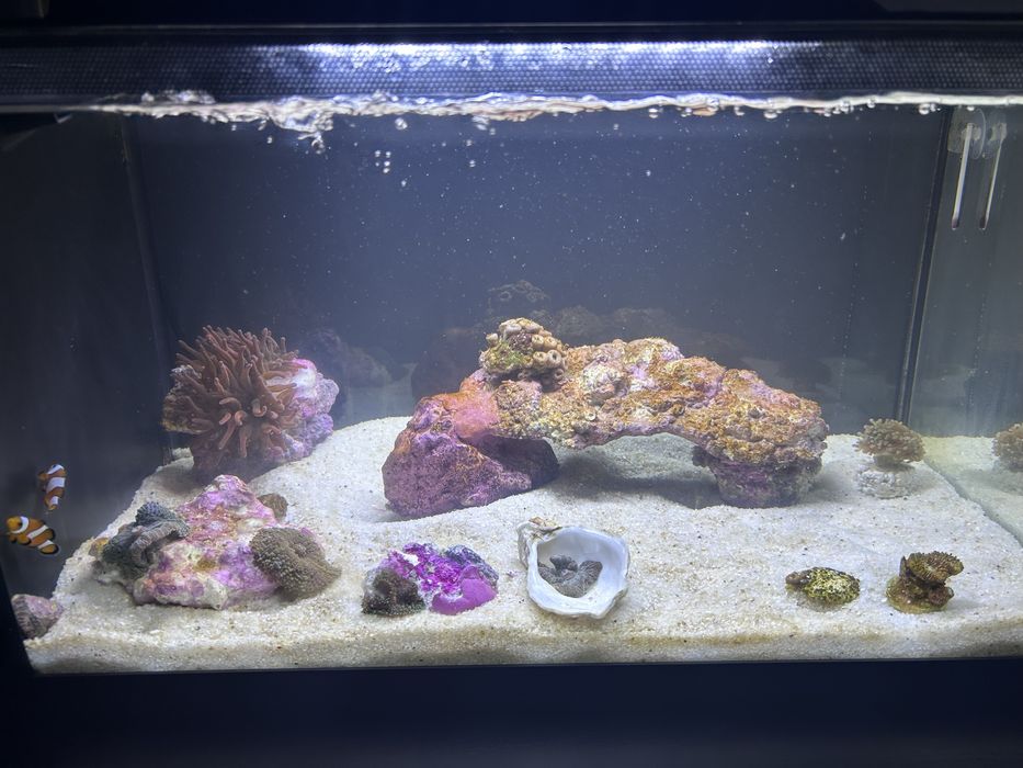 Aquário marinho TMC The First Wave 48L completo + areia + oferta