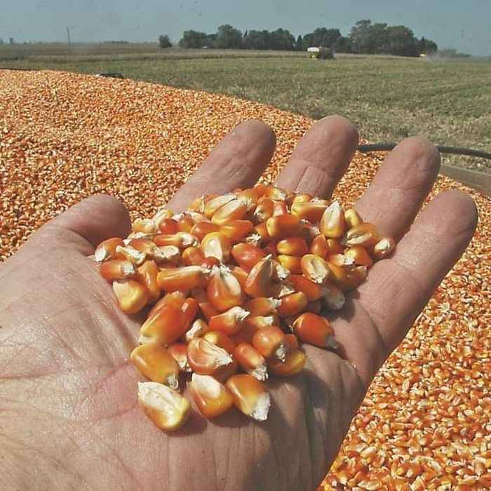 Кукурудза зі складу  Біла Церква