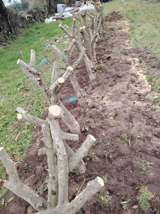 Oliveiras para jardim