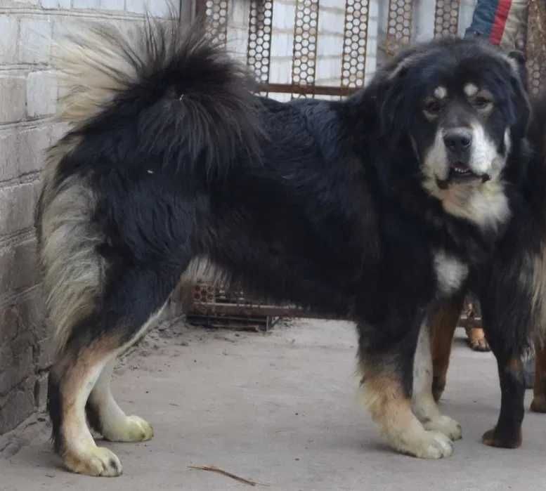 Цуценя тибетского мастіфа