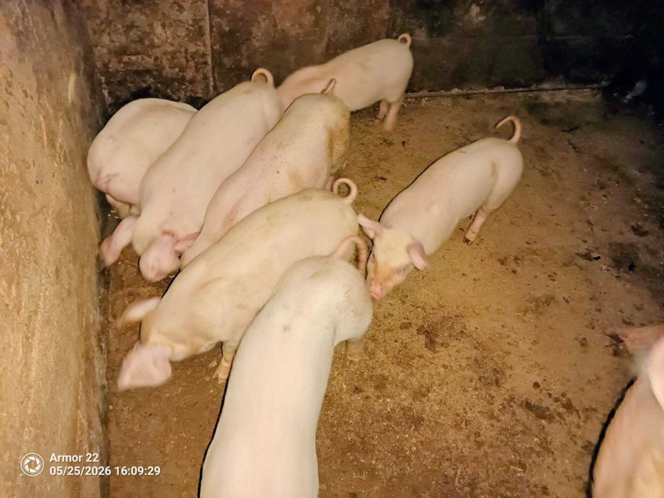 Leitões para venda