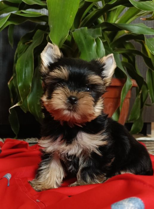 Мачо в пошуках родини