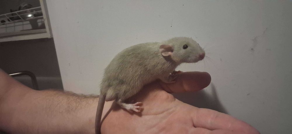 Szczury... Szczurki Dumbo.