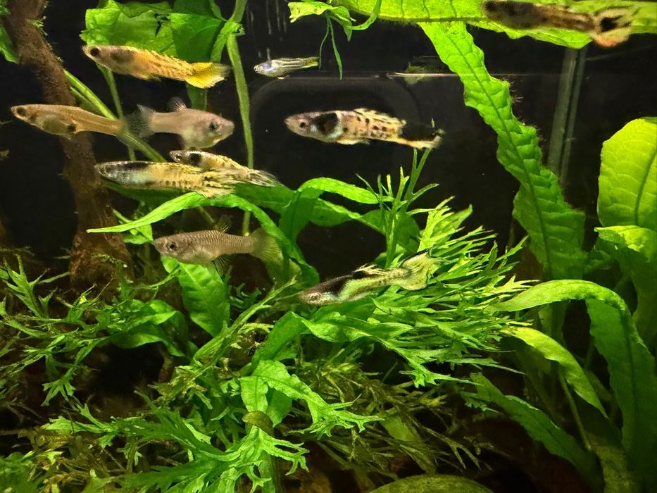 Guppy Endler Tigre