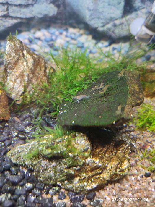 Camarão neocaridina, musgo, pedra com musgo, aquário
