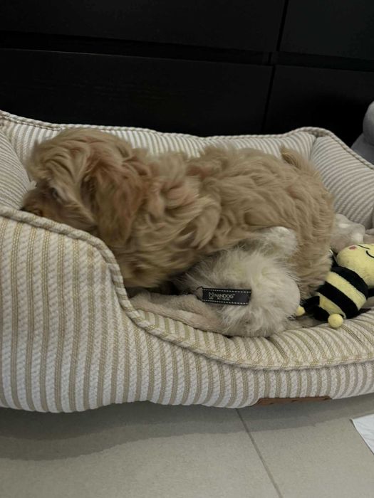 Maltipoo F1 Chłopczyk xxs Bardzo Malutki