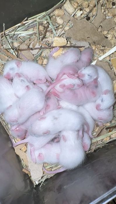 Мастомис мишь белая