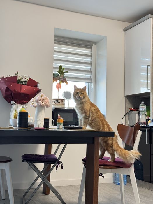 Вязка мейн кун дівчинка