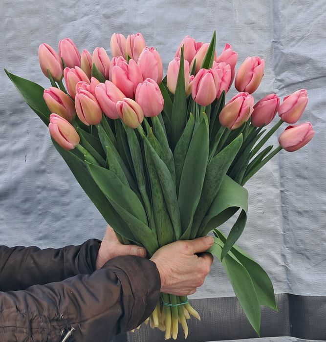 Тюльпаны!!! 51шт, 101шт,201шт,тюльпани,цветы,букеты,букети,квіти, тюль