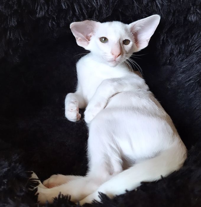 Ориентальные малыши