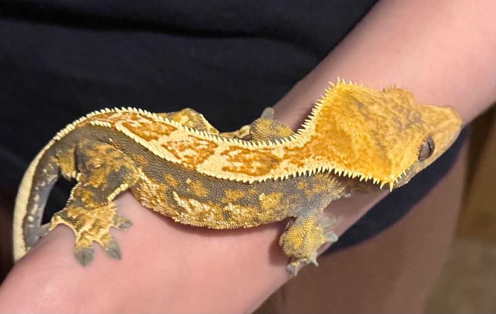 Gekon orzęsiony Crested gecko, samiec, pinstripe