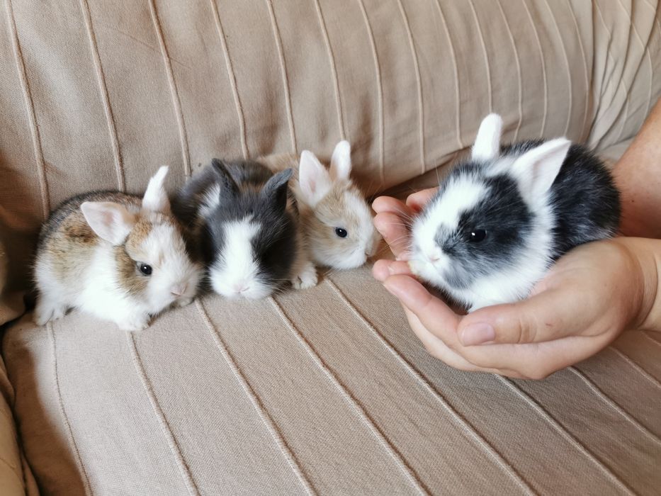 KIT completo coelhos anões angorá, holandês mini e minitoy