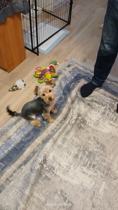 Suka yorkshire terrier