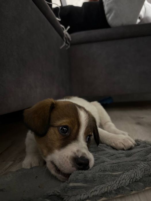 Безкоштовно віддам цуценя