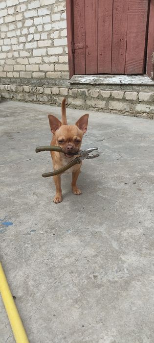 Вязка !!! ЧИХУАХУА.