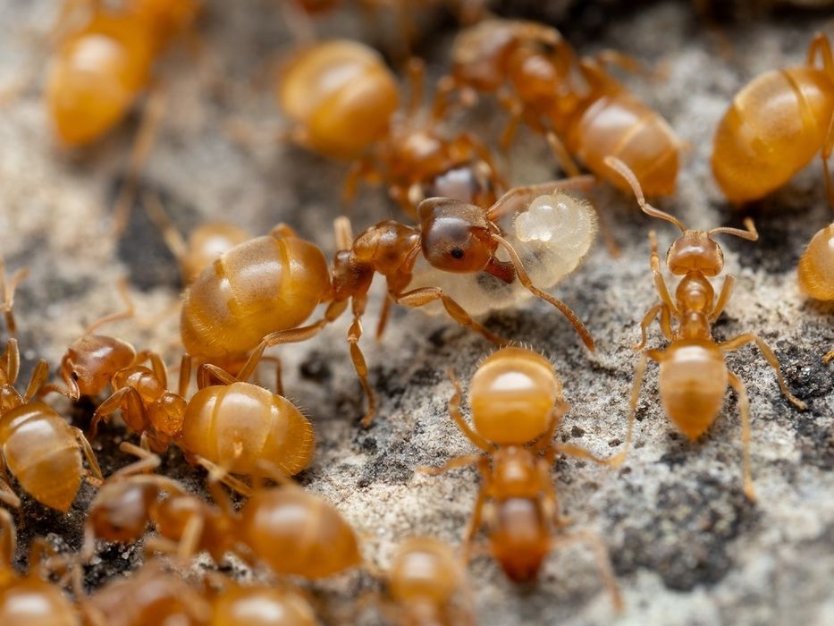 Lasius flavus цікаві місцеві мурахи, интересные местные муравьи