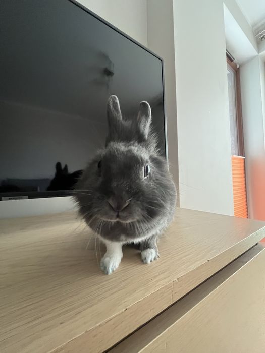 Króliczek miniaturka do sprzedania