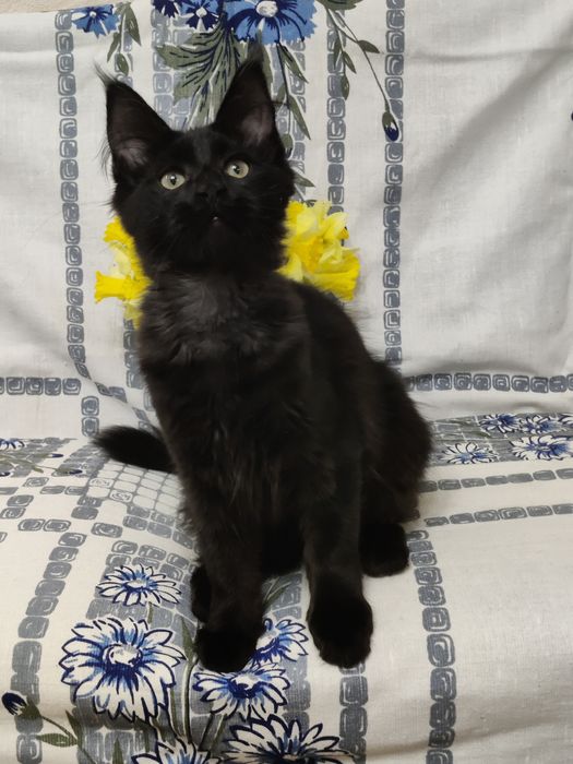 Мейн Кун девочка