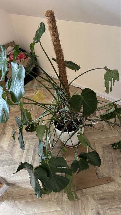 Monstera duża w dobrym stanie