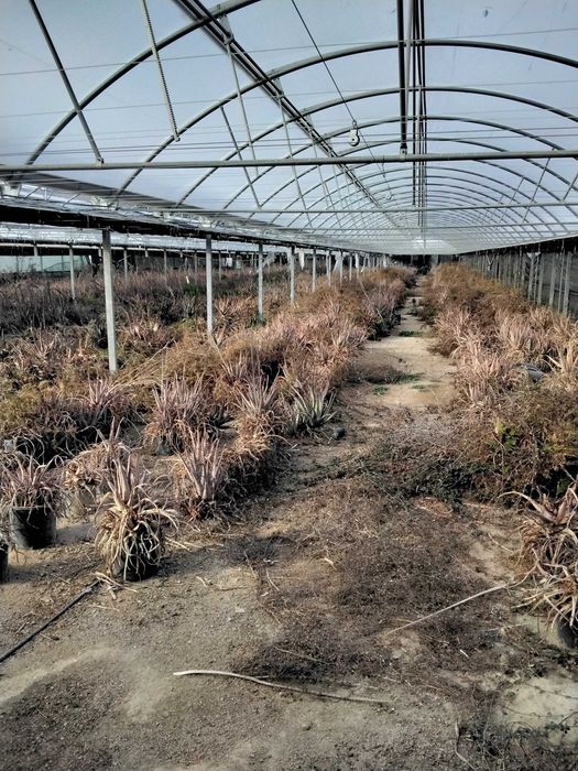 Estufas agricultura