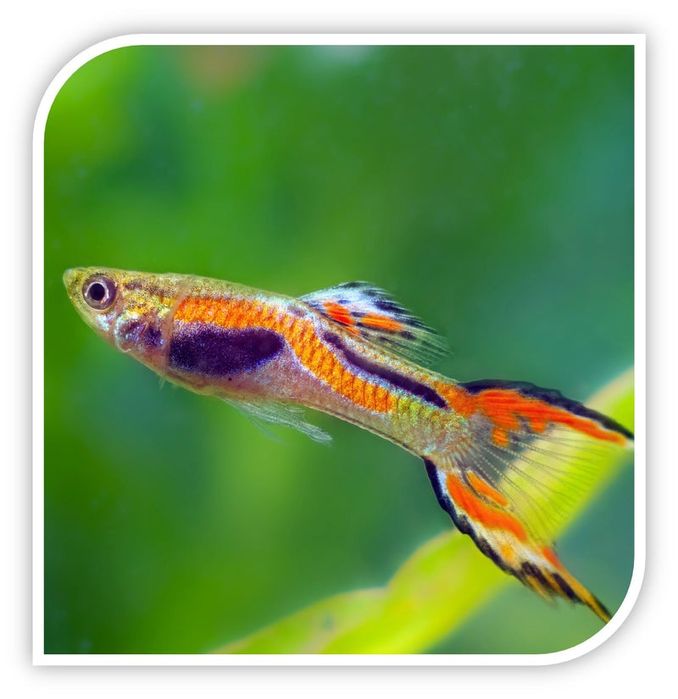 Guppies endler juvenis
