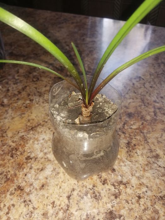 Квіти кімнатні різні