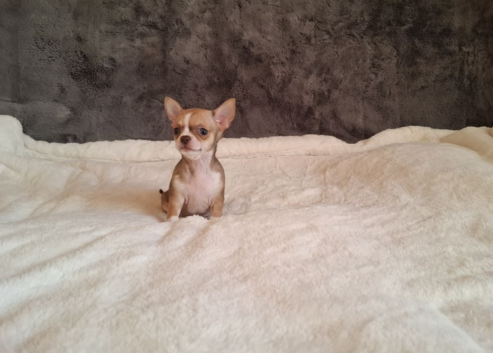 Chihuahua krótkowłosy