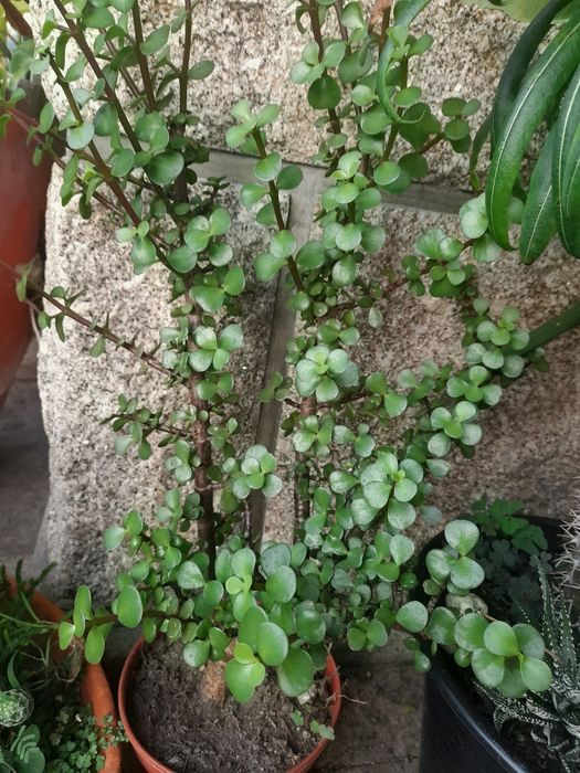 Catos e suculentas