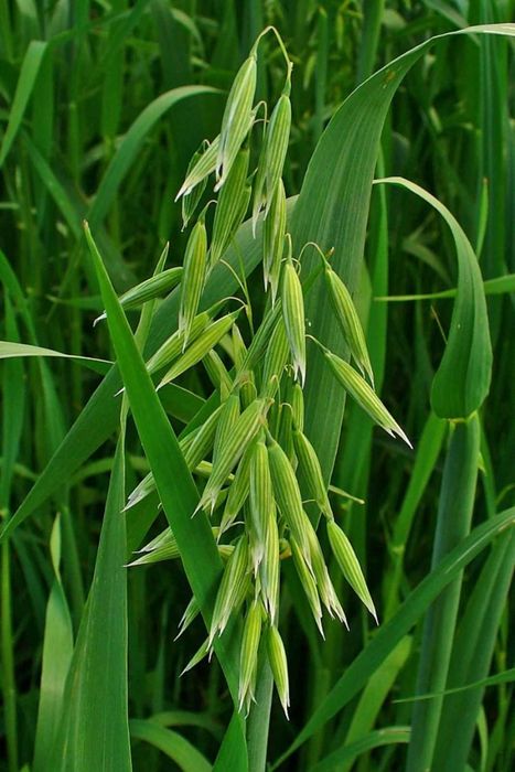 Овес Прокоп Заатбау