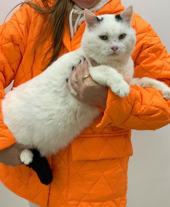 Віддам безкоштовно котика ОДЕСА