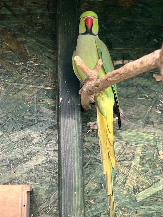 Aleksandretta obrożna