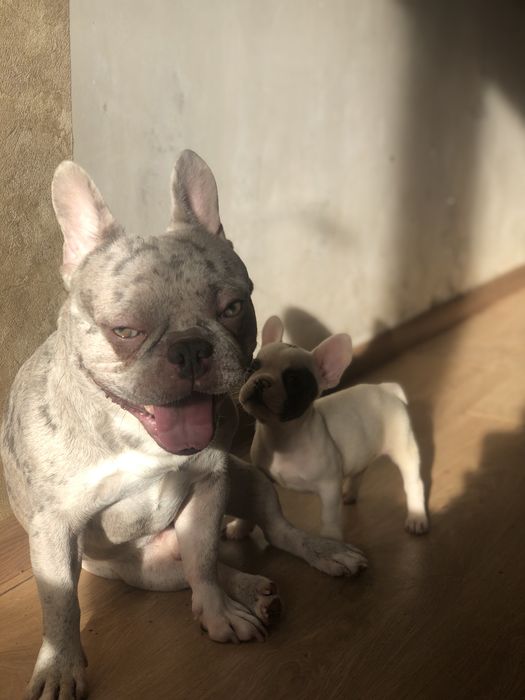 Французский бульдог, кобель