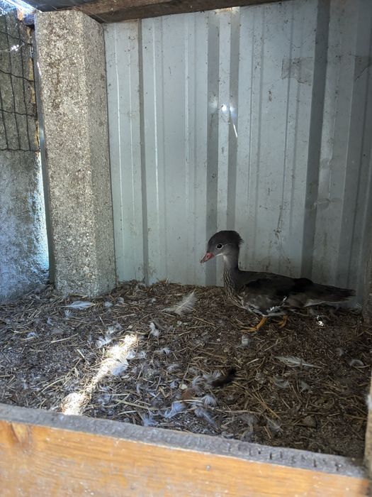 Pato mandarim macho