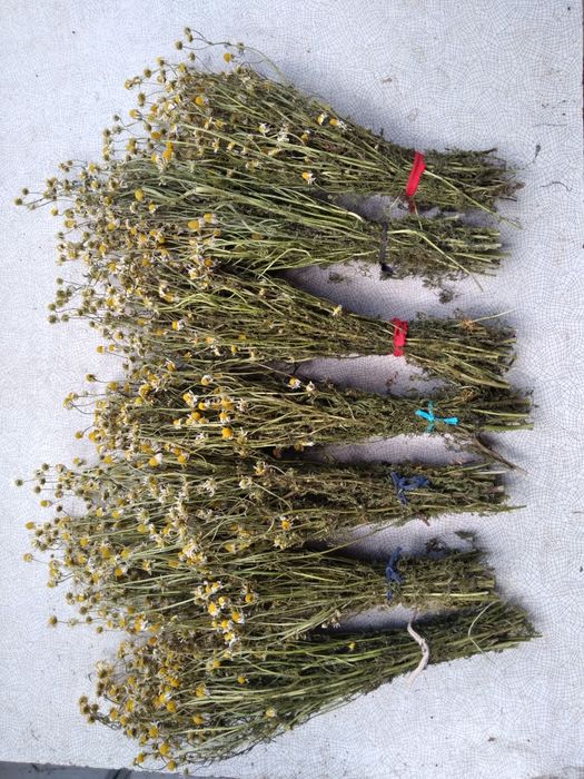 Сухоцвіт материнка віники  - пучечки