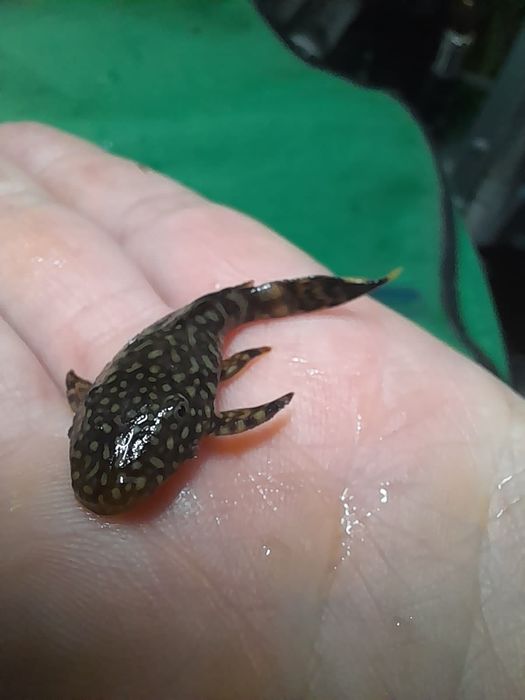 Ancistrus zbrojnik niebieski  Młode 4cm. Wysylam